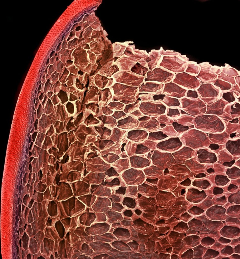 15 Food Photographed Taken  Under the Microscope Like You’ve Never Seen Them