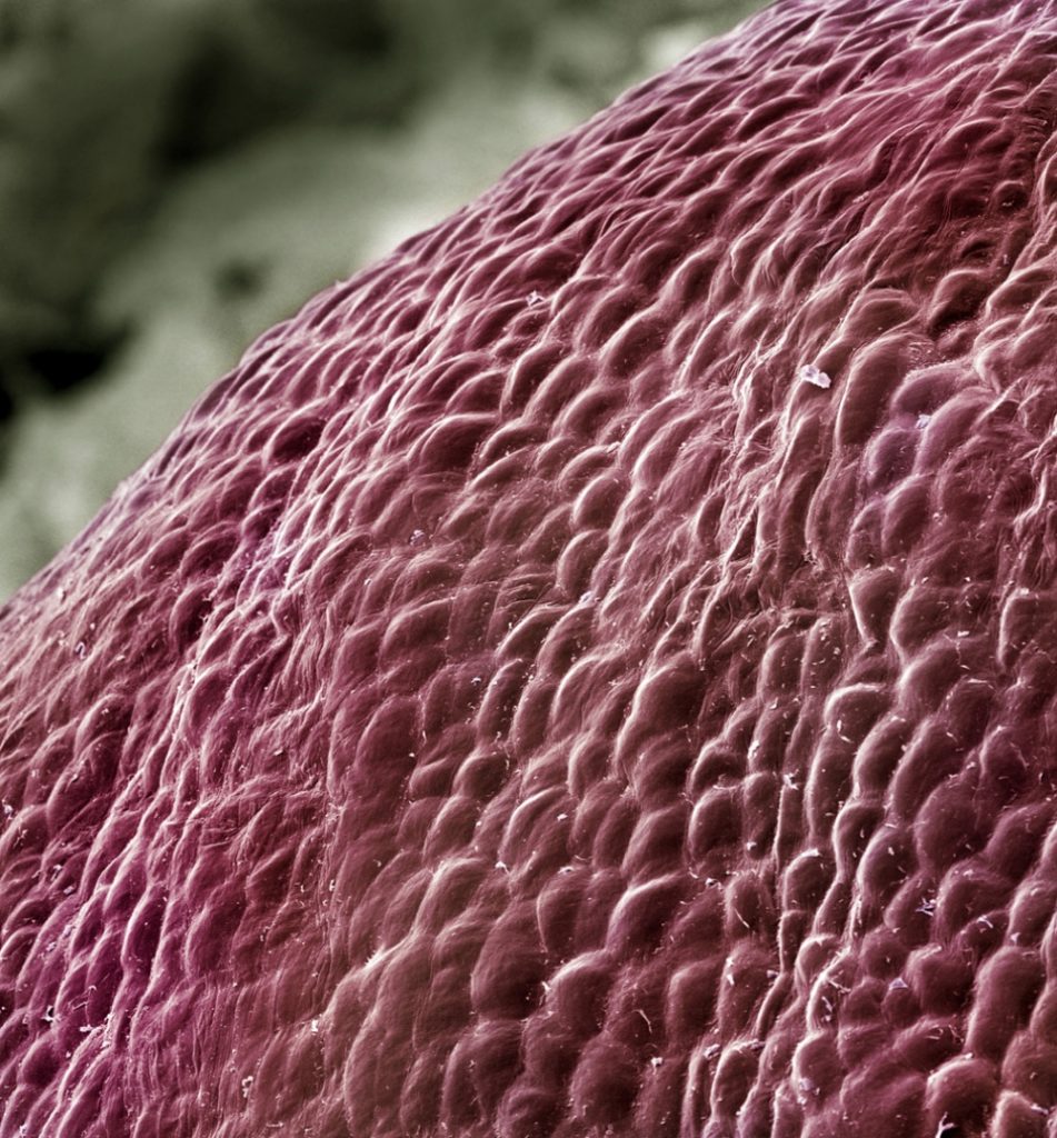 15 Food Photographed Taken  Under the Microscope Like You’ve Never Seen Them