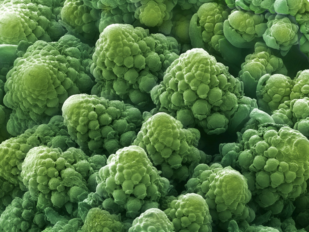 15 Food Photographed Taken  Under the Microscope Like You’ve Never Seen Them