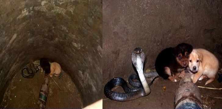 Two Puppies Fell Into A Pit With A Cobra Then Something Incredible Happened