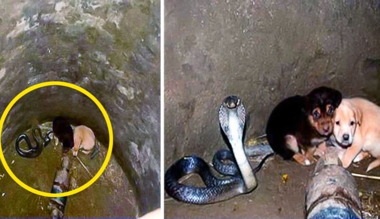 Two Puppies Fell Into A Pit With A Cobra Then Something Incredible Happened