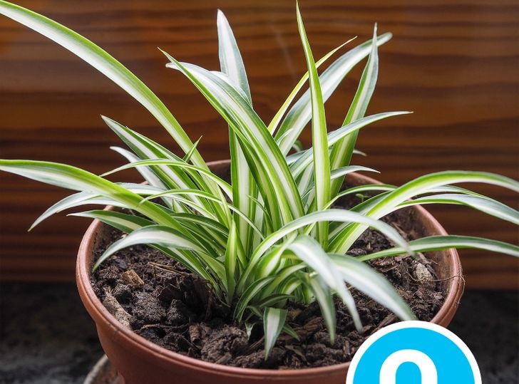 10 Houseplants That Are Good for Your Health