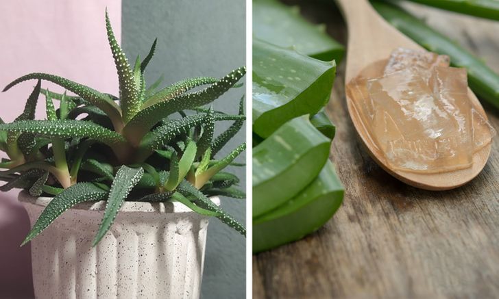 10 Houseplants That Are Good for Your Health