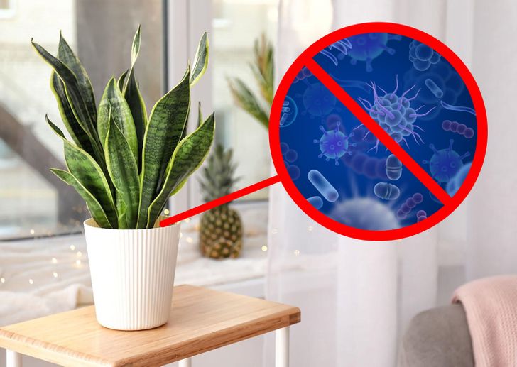 10 Houseplants That Are Good for Your Health