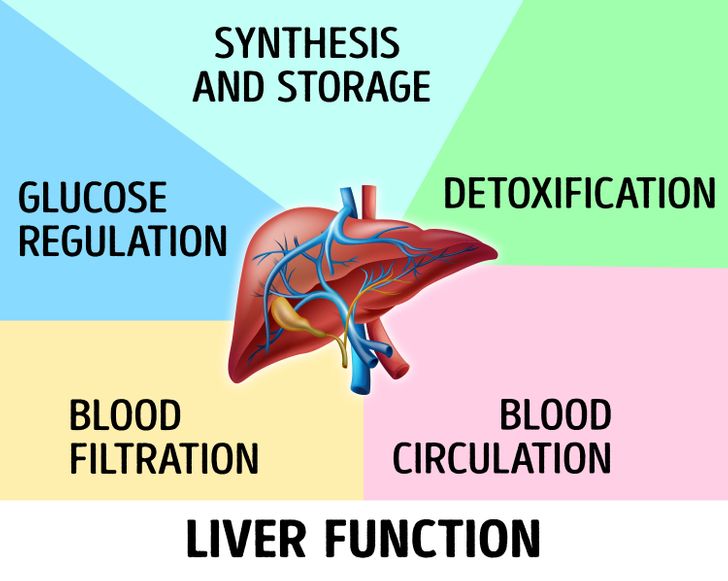 11 Amazing Facts About Your Body That Explain a Lot