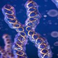 How To Lengthen Telomeres Naturally and Age Better